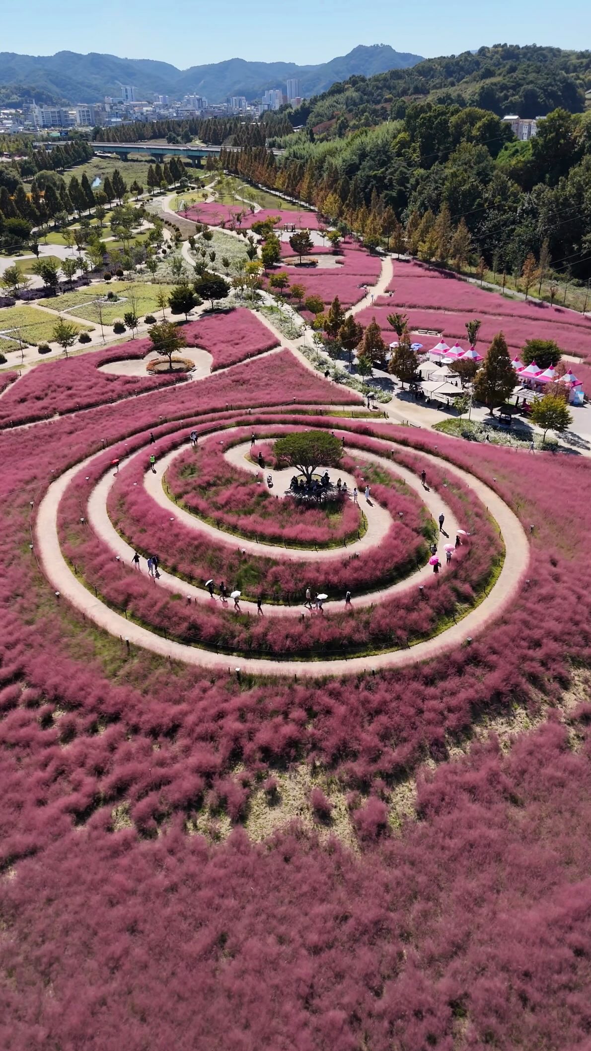 South Korea's Pink Muhly Fields