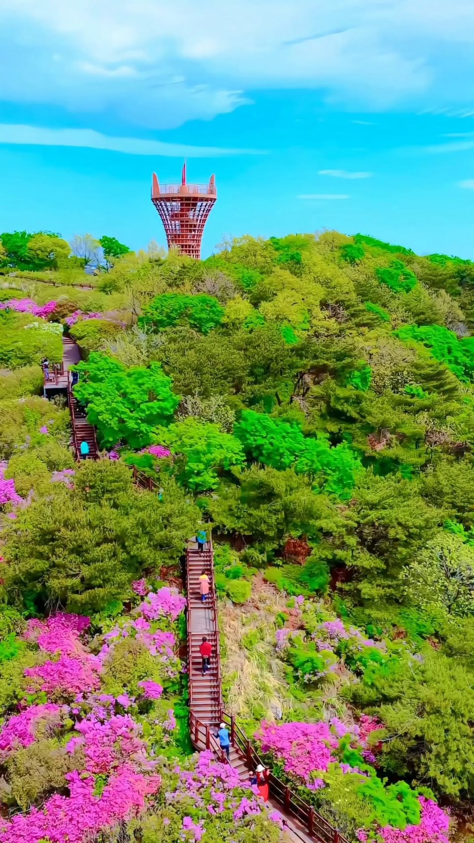 Hiking Trails With Blooming Flowers In South Korea