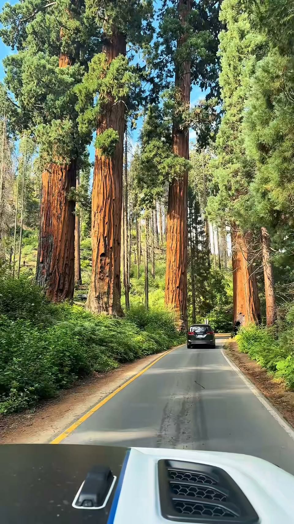 Driving Through Giant Sequoia Forests