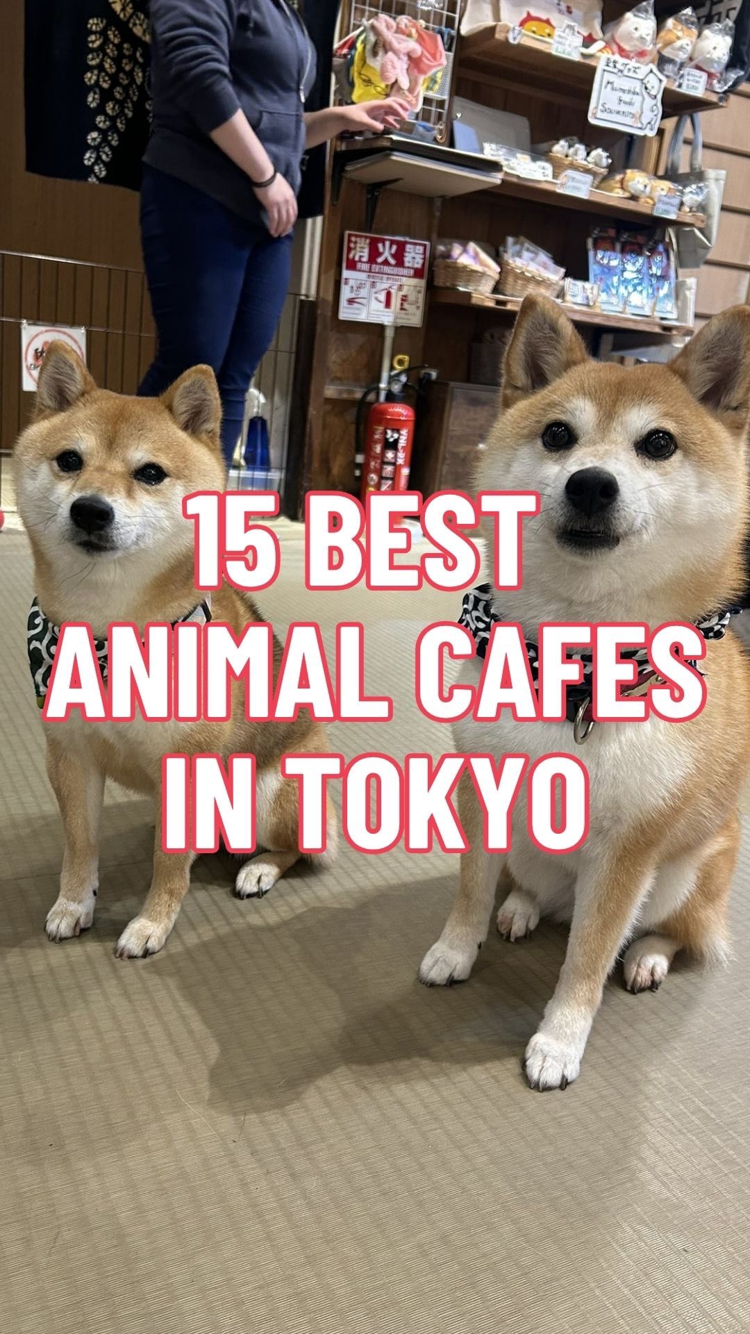 Tokyo Animal Cafes: A Petting Experience