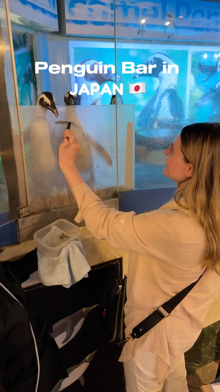 Okinawa Penguin Bar Offers Unique Animal Encounter