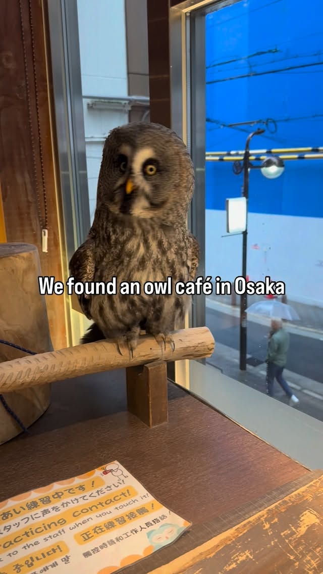Owl Cafe Experience In Osaka