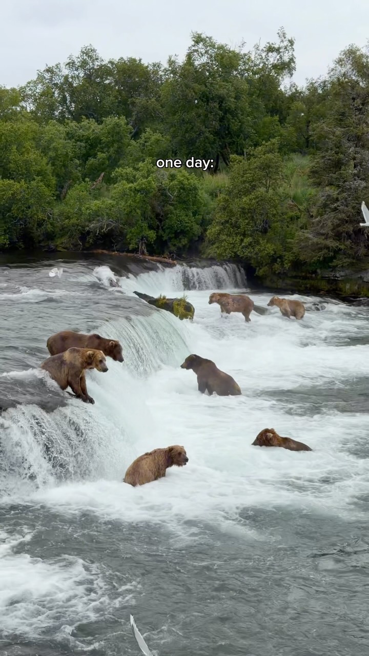 Alaska's Brooks Falls: Brown Bears Catching Salmon