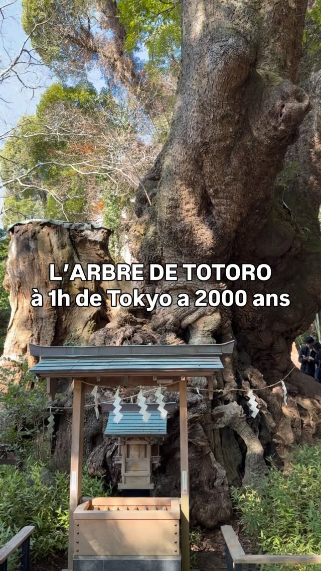 Ancient Camphor Trees of Japan