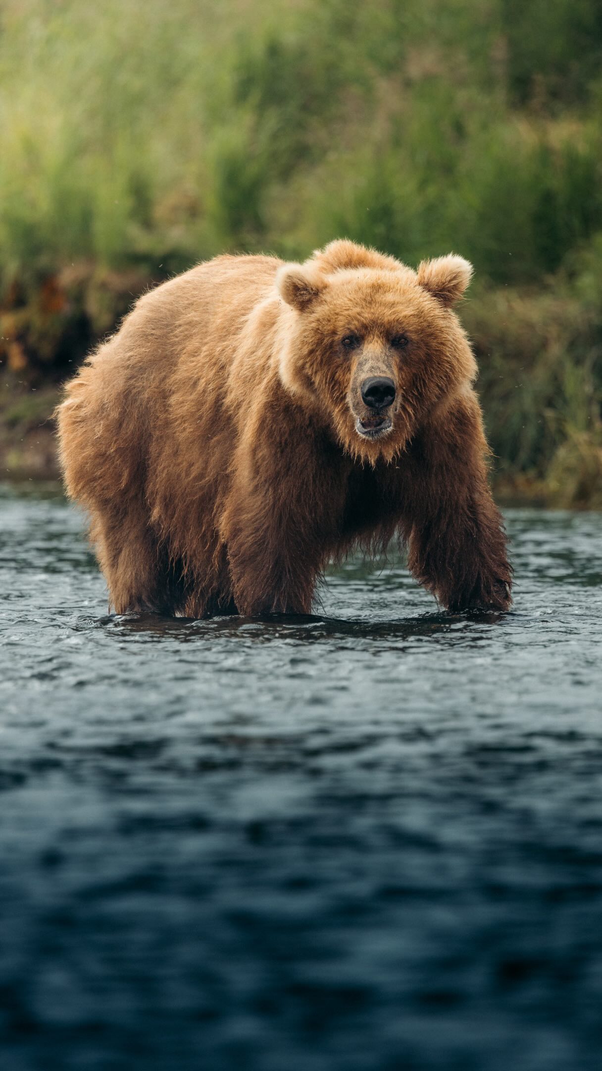 Alaska's National Parks, Wildlife, and Glaciers