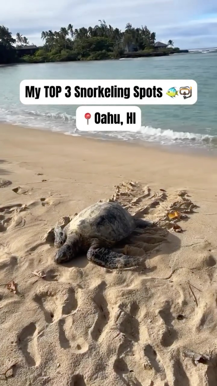 Oahu's Top Snorkeling Spots And Marine Life