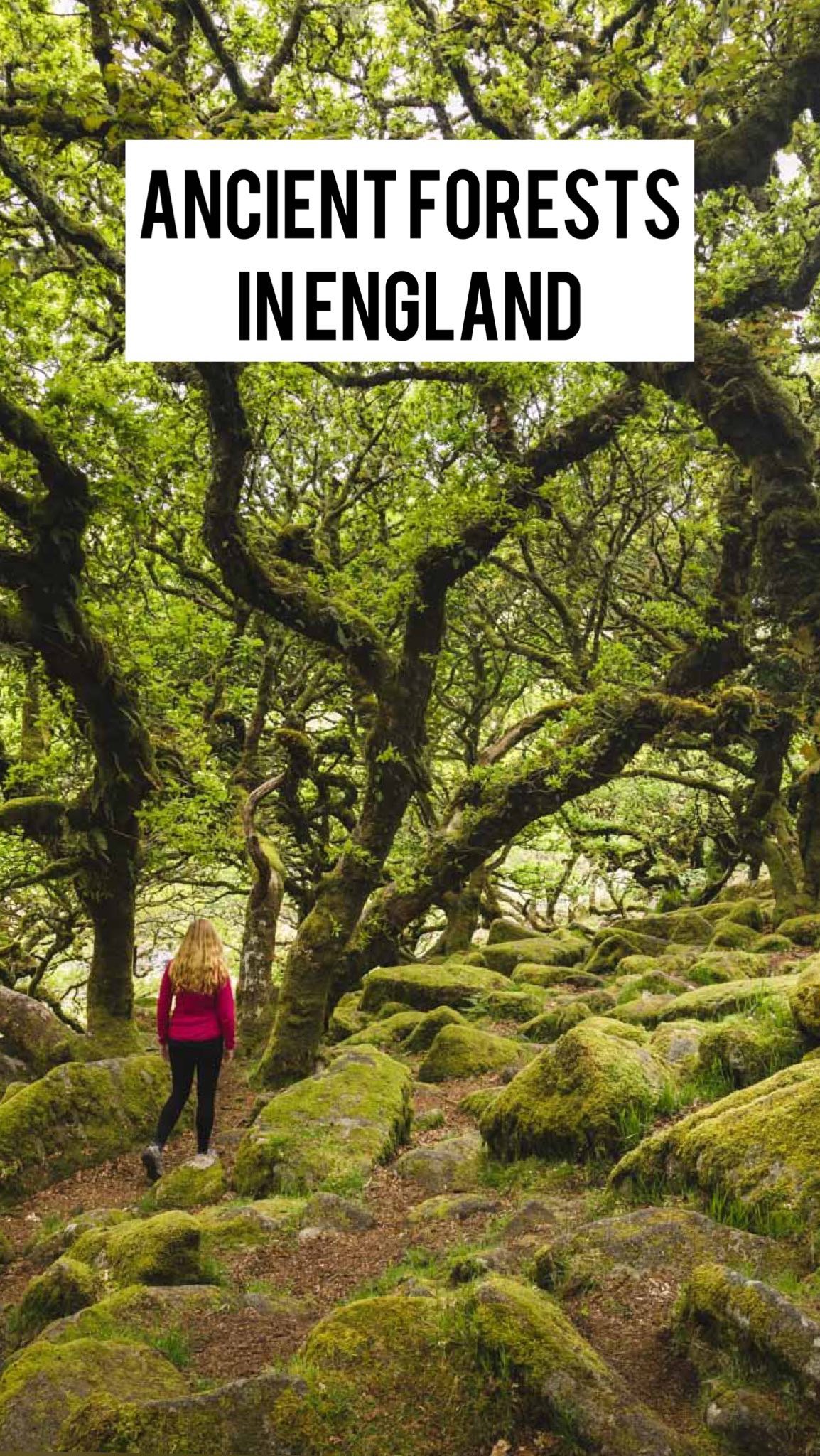Enchanting Ancient Woods And Forests
