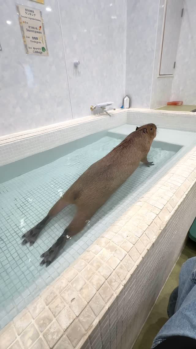 Capybara Cafe Experience in Japan