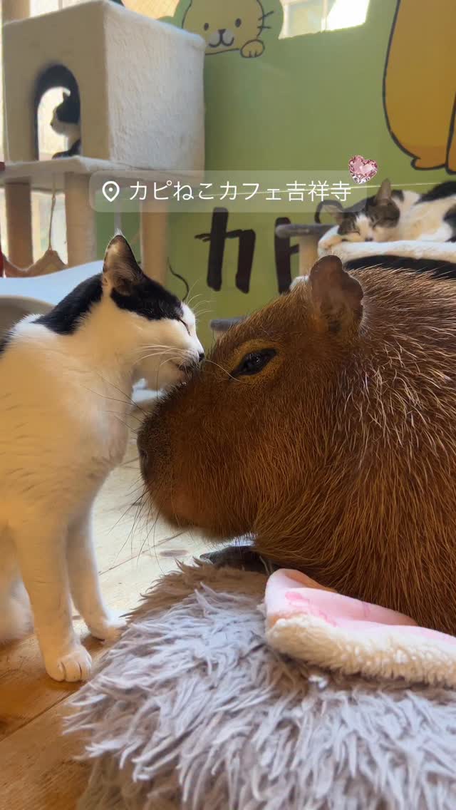 Capy Neko Cafe in Kichijoji