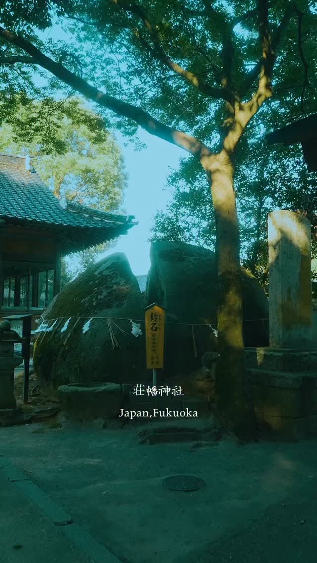 Fukuoka Shrine's Mossy Rocks And Forest Path