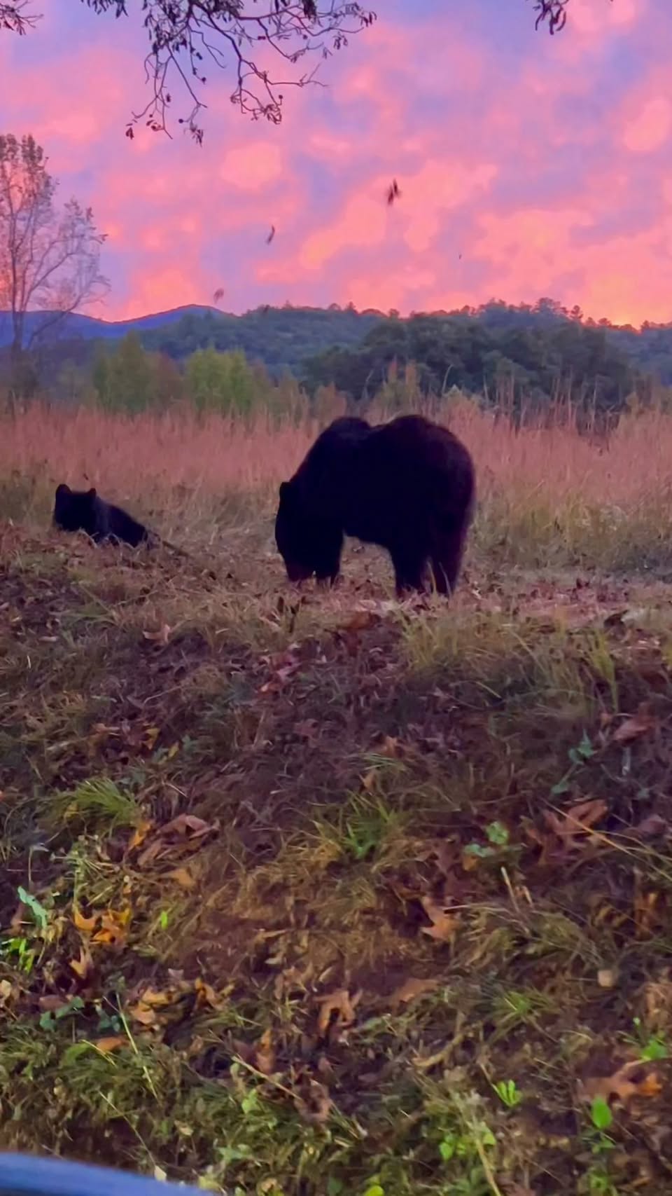 Bears Forage at Sunset in Cades Cove