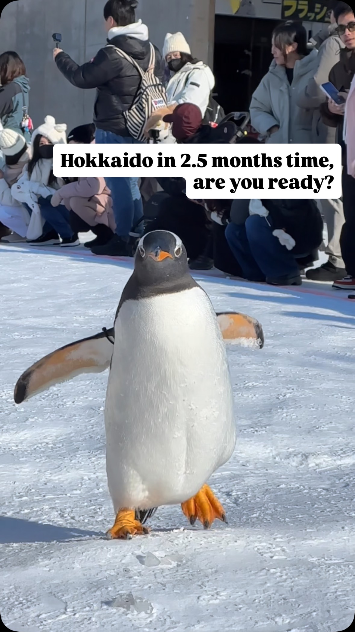 Hokkaido Winter Wonders Near Sapporo