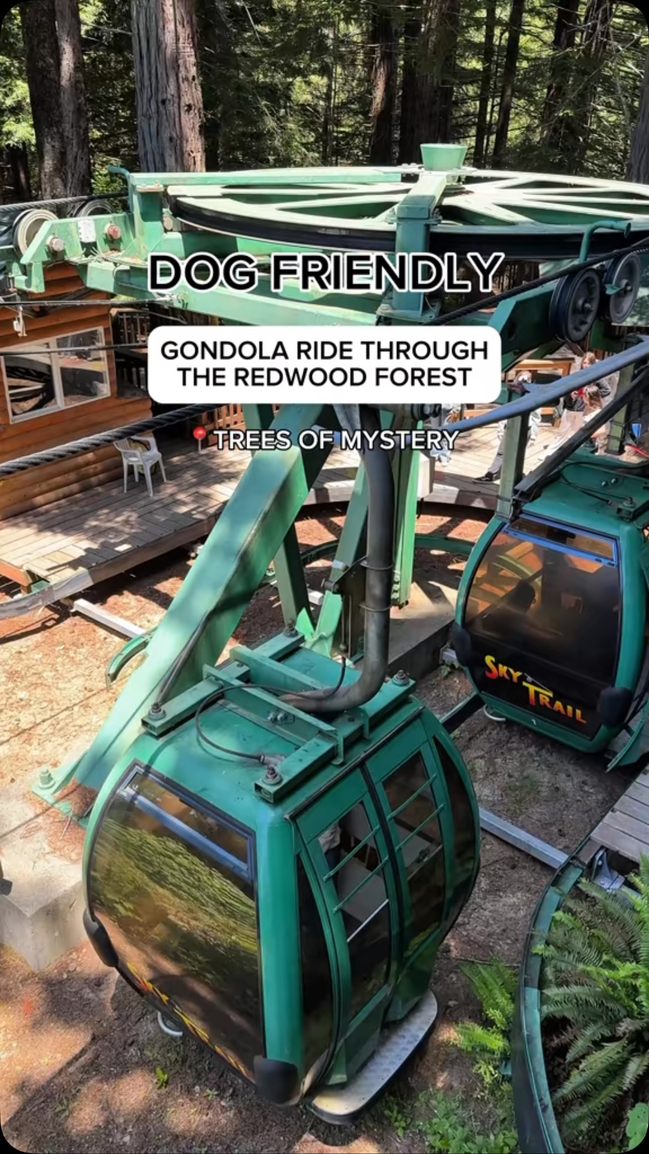 Redwood Forest Attractions Offer Dog-Friendly Adventures
