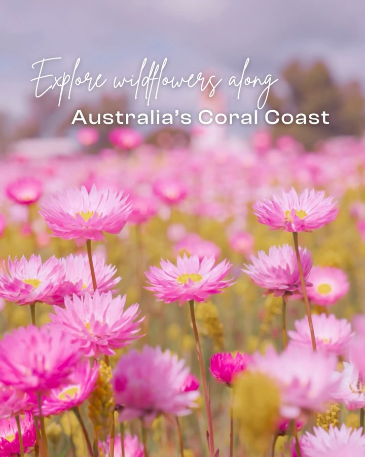 Coral Coast Wildflower Season Itinerary Ideas