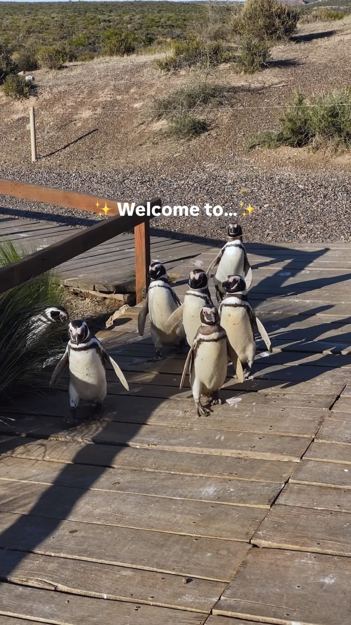 Patagonia's Majestic Mountains, Glaciers, and Wildlife