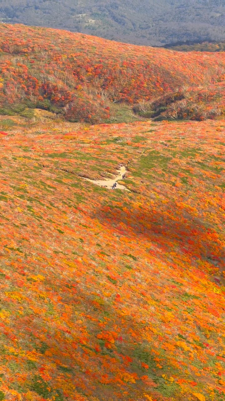 Japan's Autumn Foliage Across Scenic Spots
