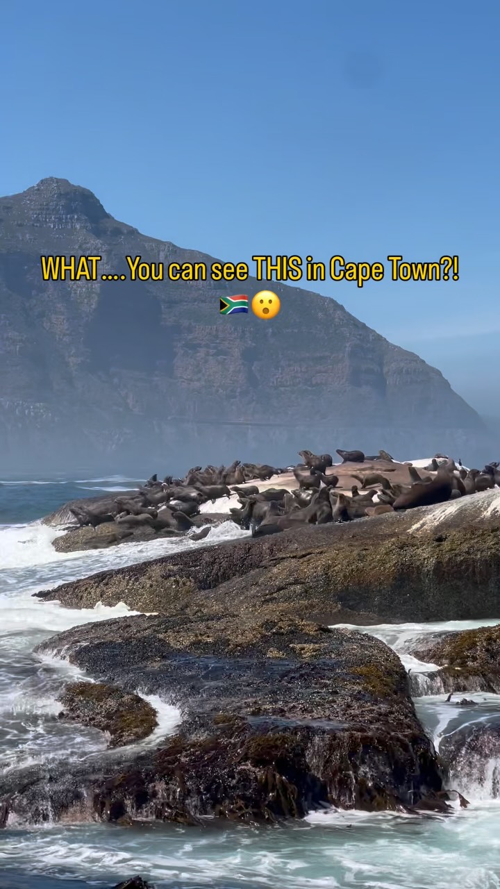 Cape Town Seals: Boat Tour Through Hout Bay