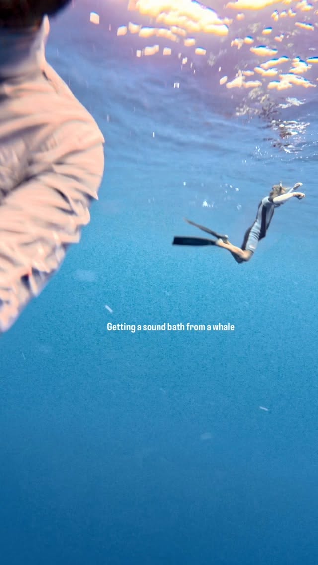 Freediving With Whales In Mo'orea