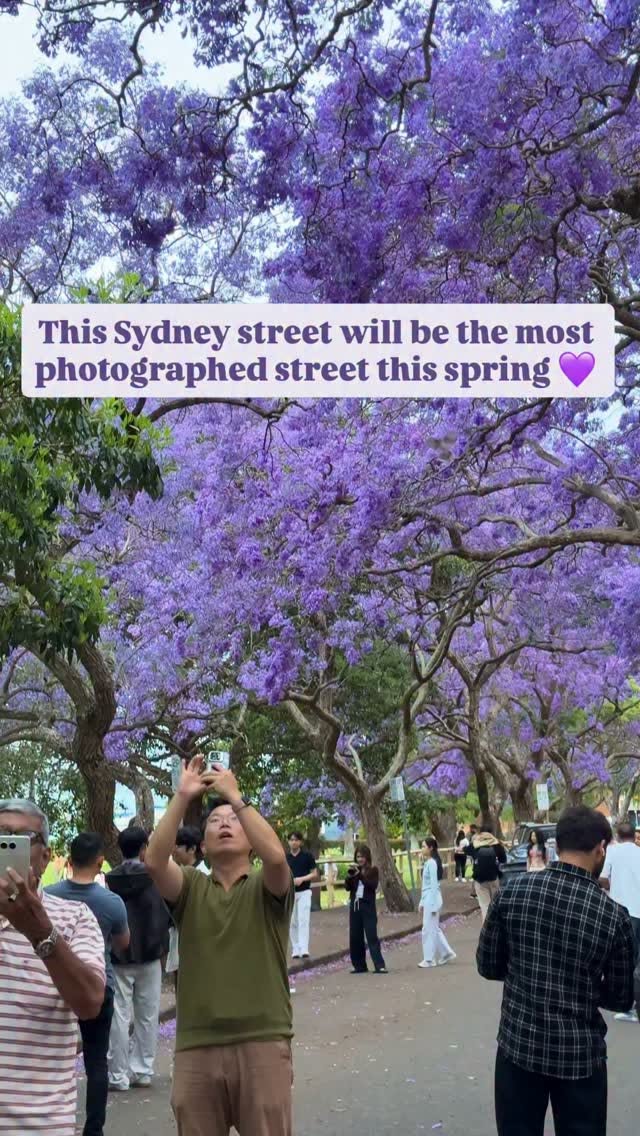 McDougall Street's Jacaranda Bloom
