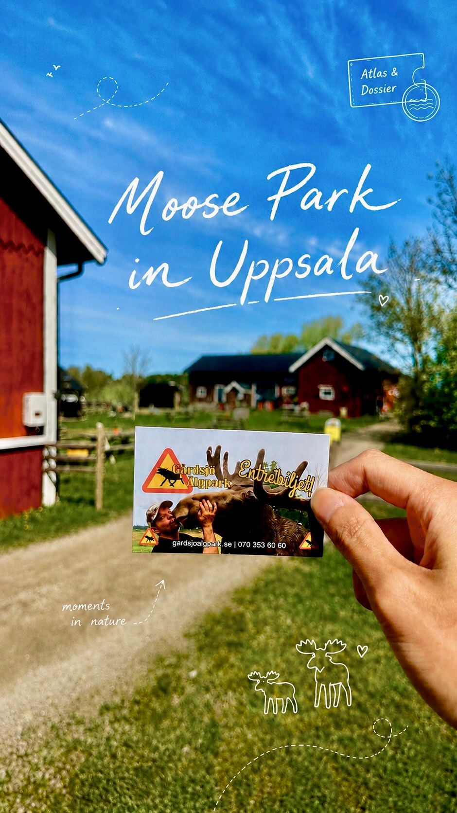 Swedish Moose Park Offers Close Encounters