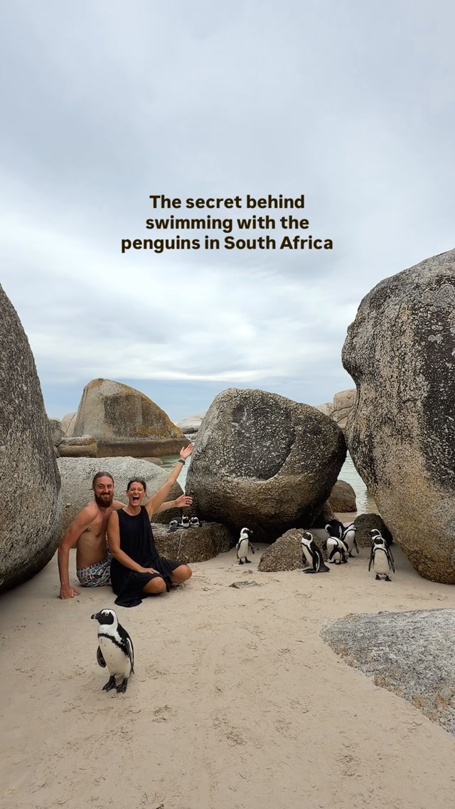 Swimming With Penguins At Boulders Beach
