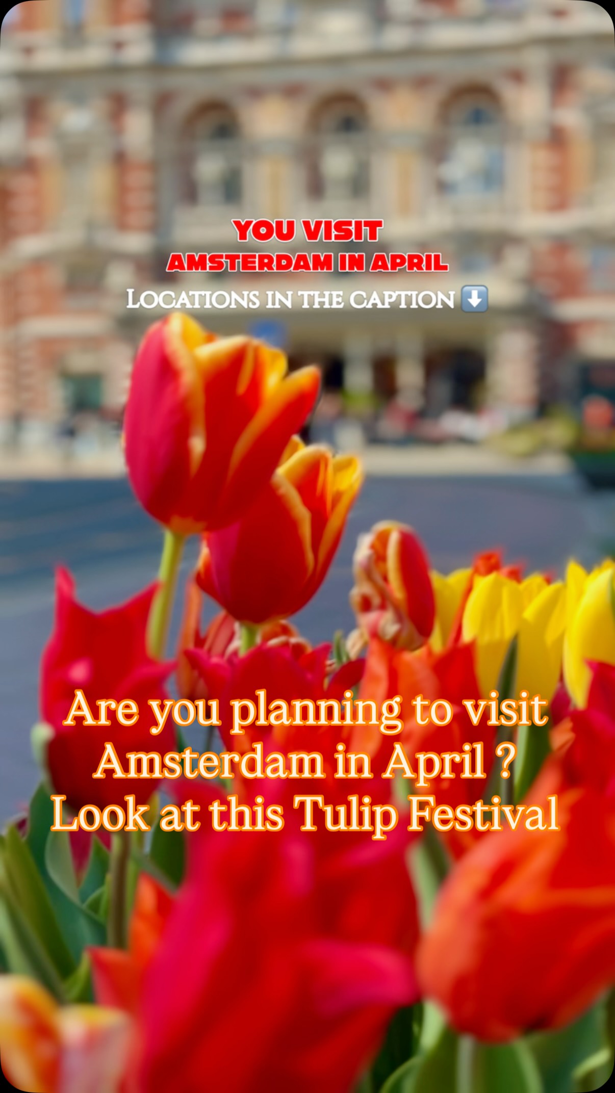 Amsterdam Tulip Festival Highlights City Landmarks