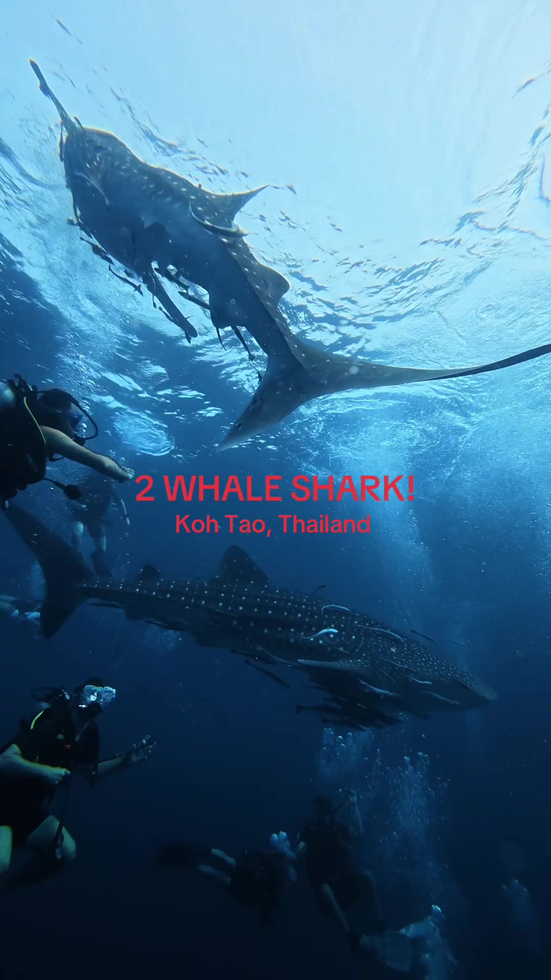 Whale Sharks Grace Koh Tao's Waters
