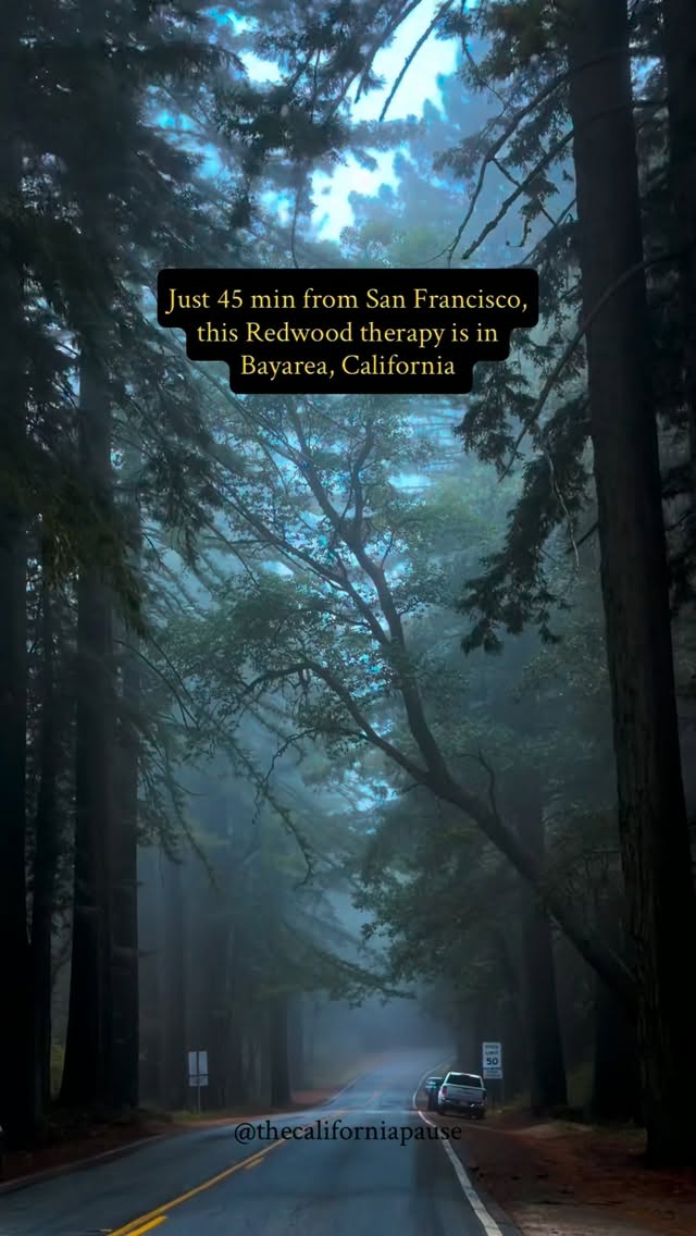 Foggy Redwood Drive Through San Mateo Mountains