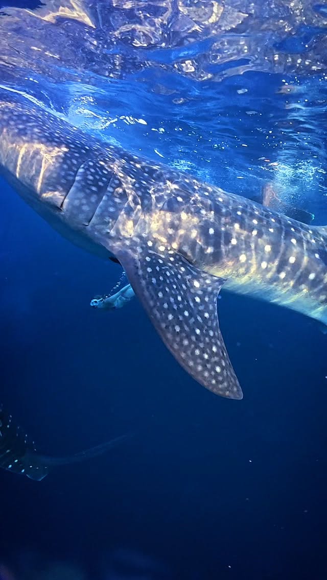 Sumbawa Whale Sharks Swim