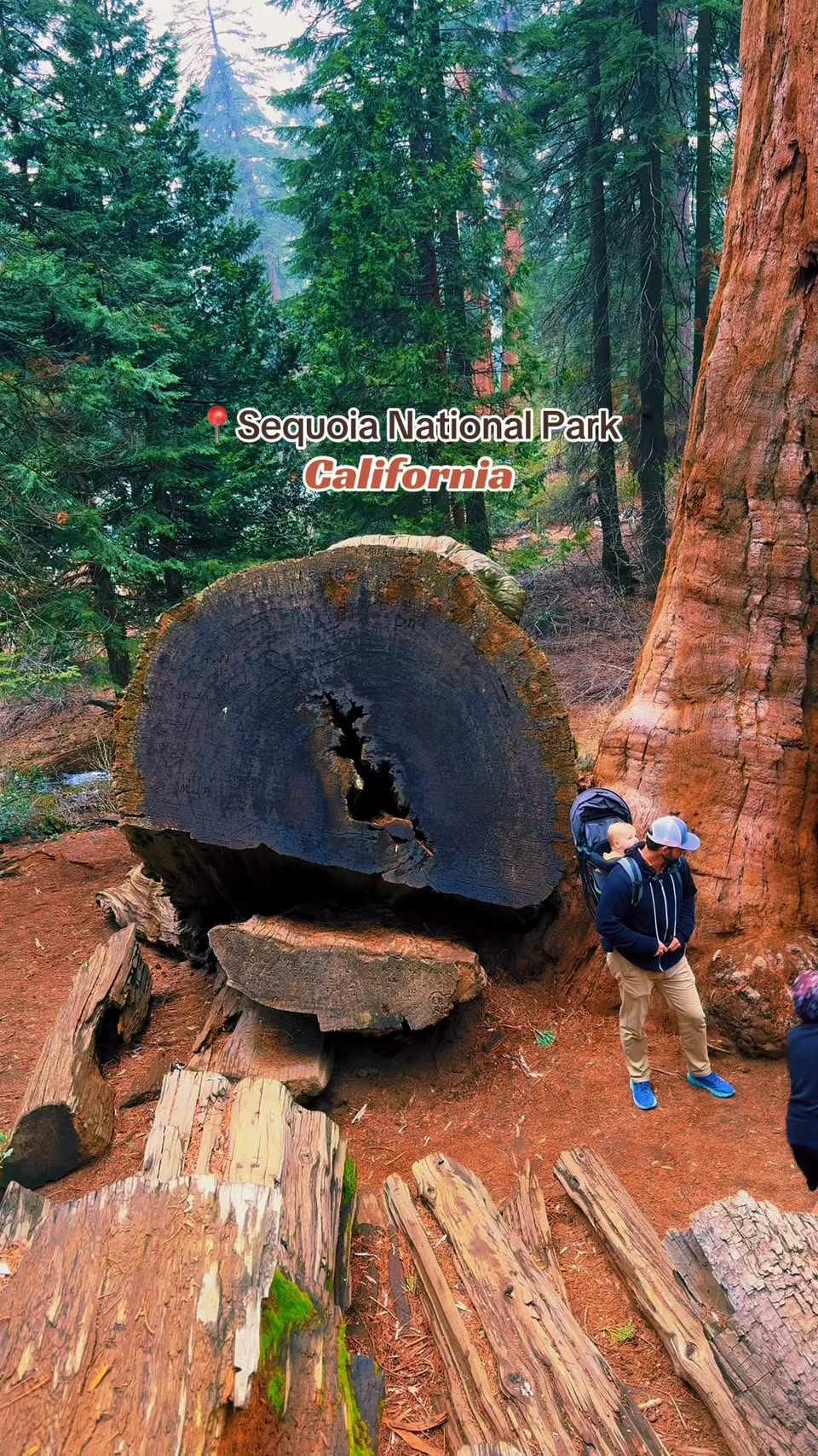 Giant Redwood Trees Of Sequoia National Park