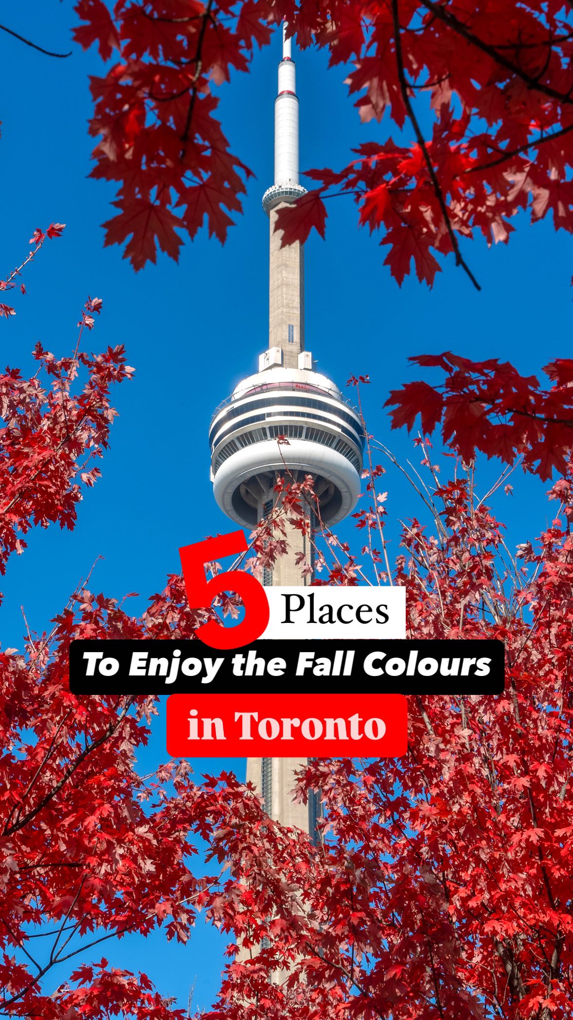 Toronto's Best Spots for Fall Foliage Viewing
