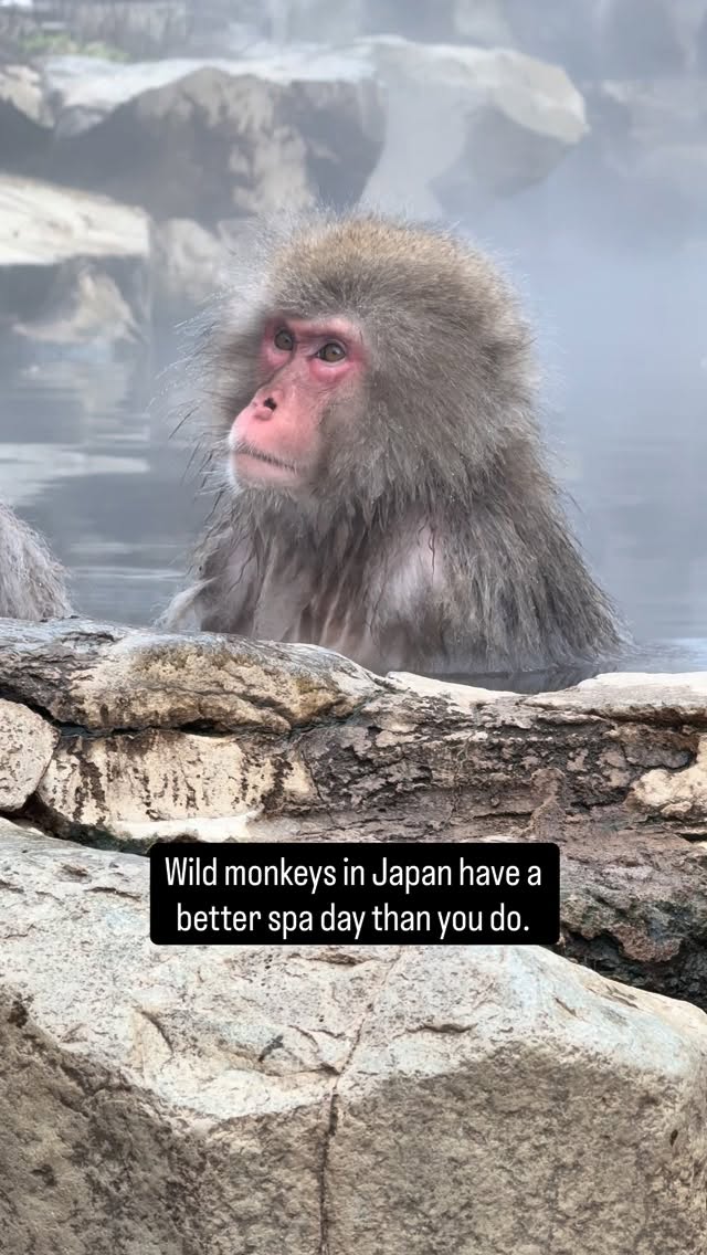 Luxury Japanese Onsen and Snow Monkey Experience