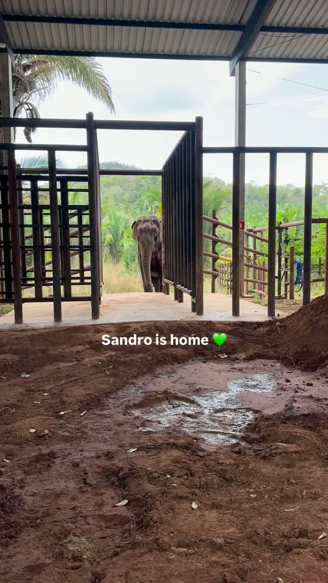 Elephant Sanctuary Offers Space For Growth