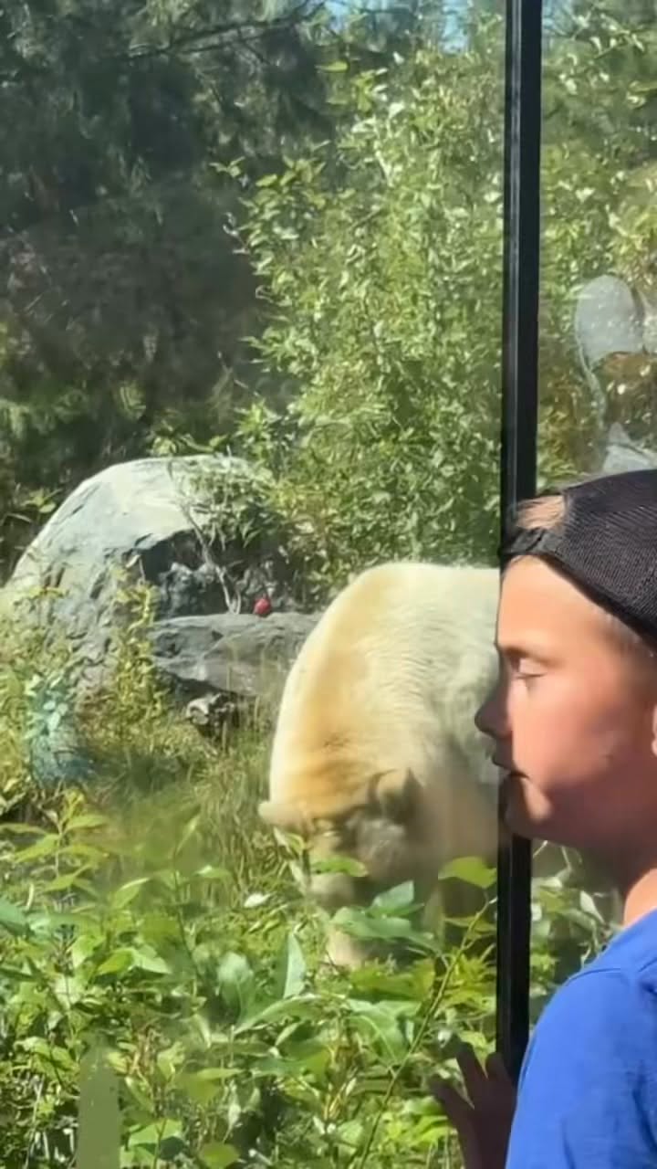 Spirit Bear's Journey: From Rainforest to Wildlife Park