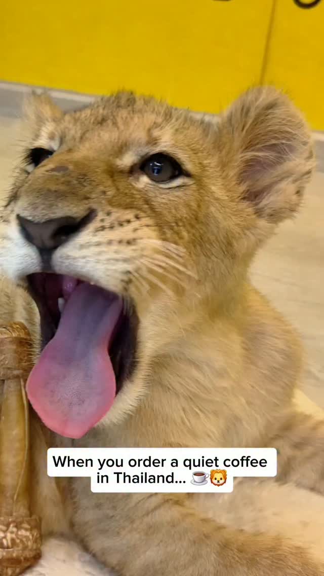 Lion Phuket Cafe: Interact With Lion Cubs