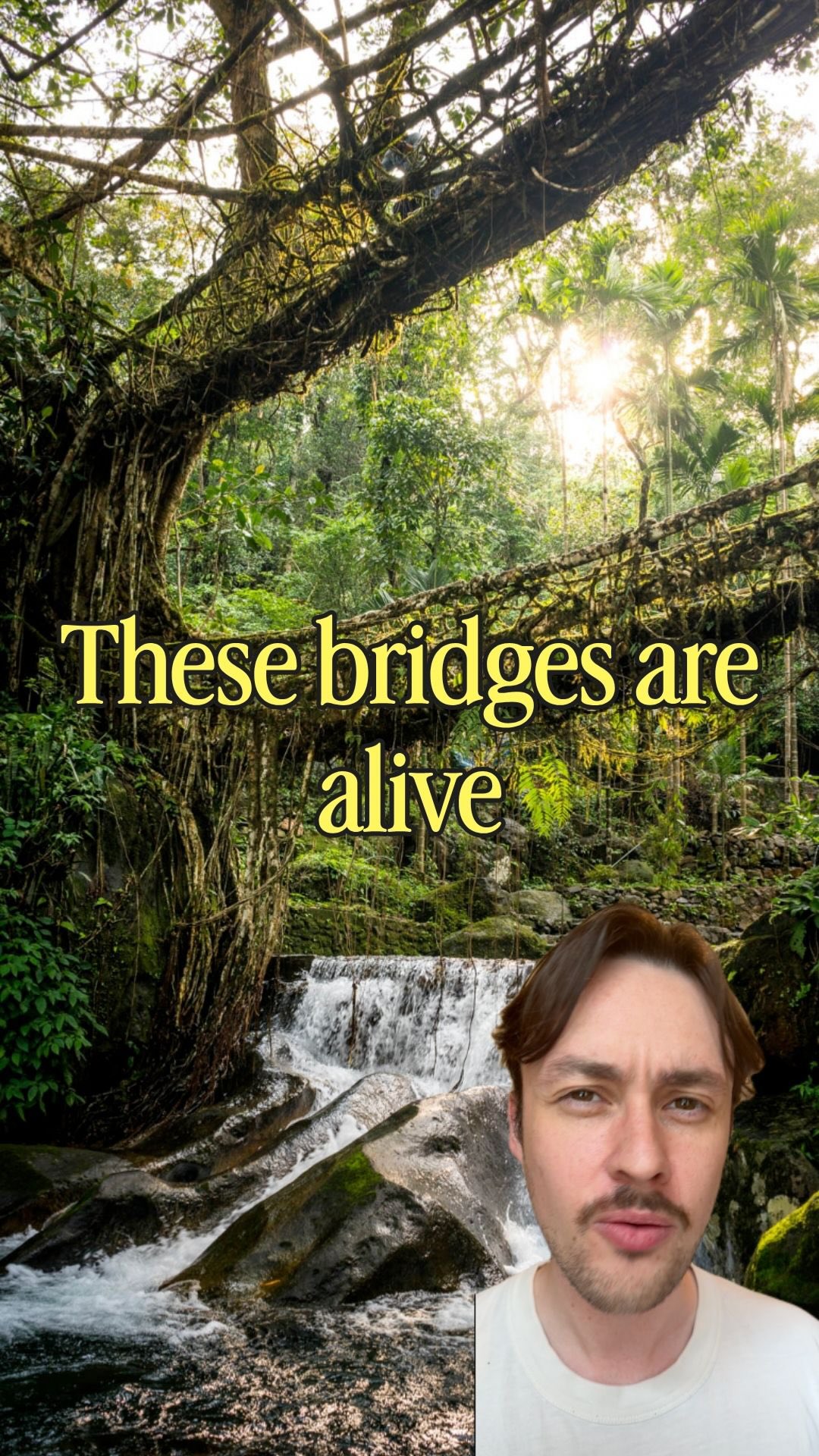 Meghalaya's Living Root Bridges and Natural Wonders