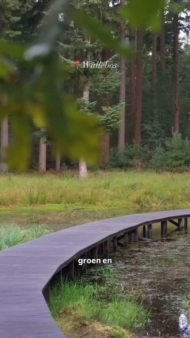 Scenic Boardwalk Through Wallebos Forest
