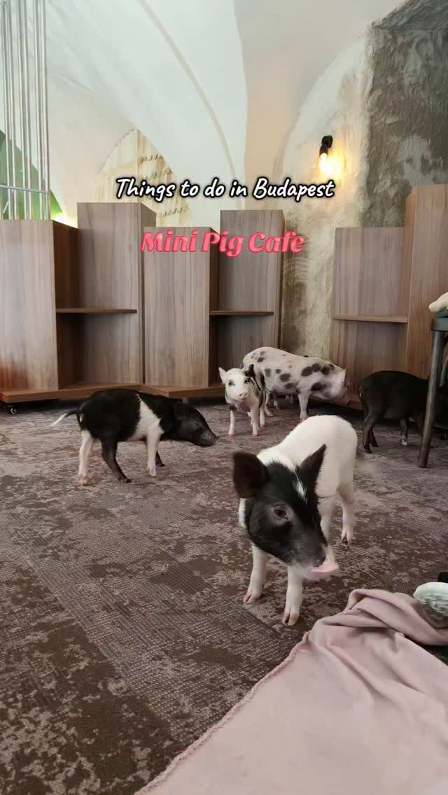 Budapest Cafe Features Interactive Mini Pigs
