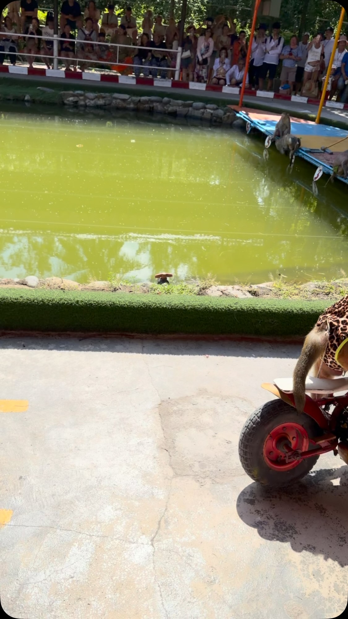 Monkey Motorcycle Show in Vietnam