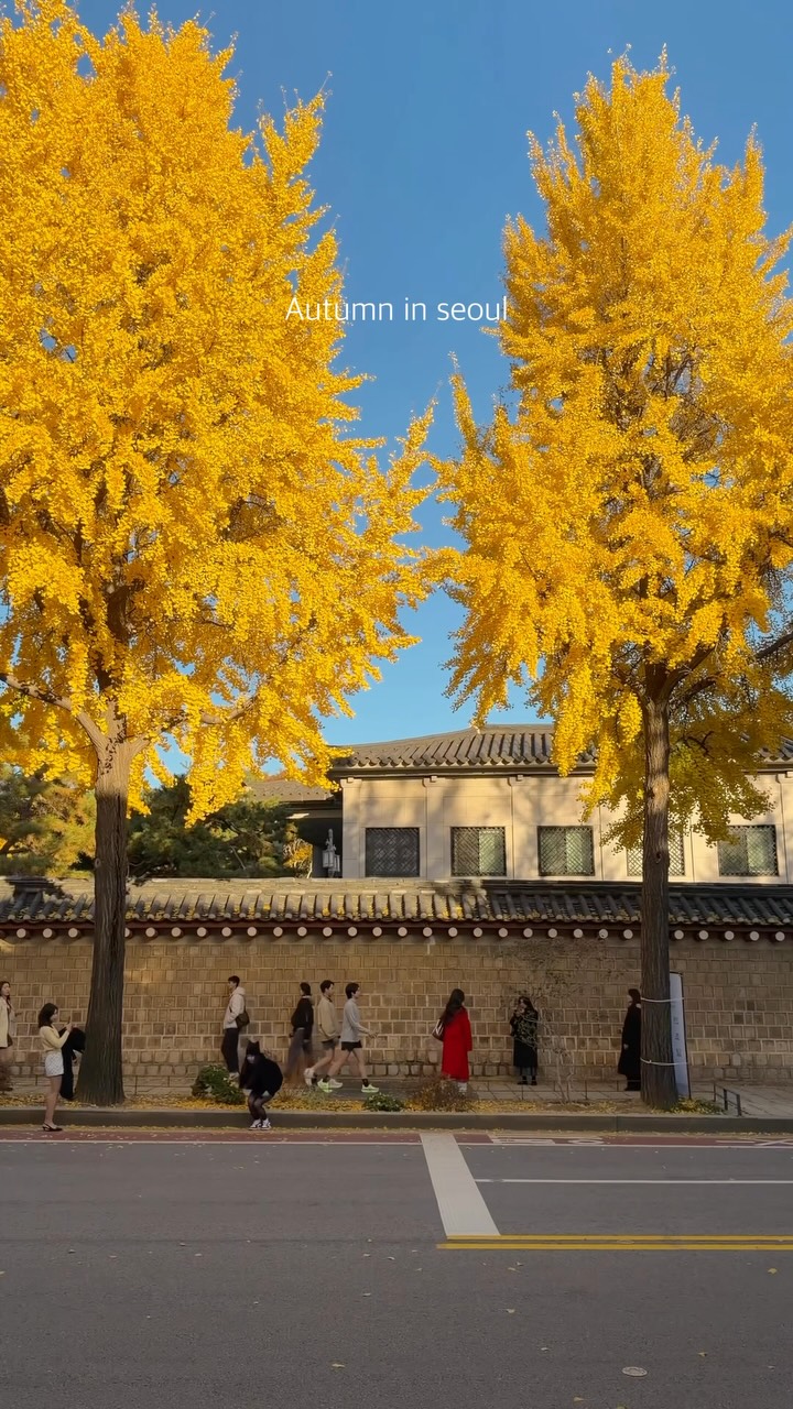 Seochon Hanok Village Autumn Ginkgo Scenery