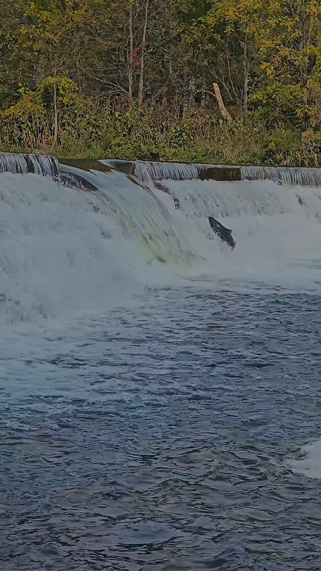 Salmon Migration At Etienne Brulé Park