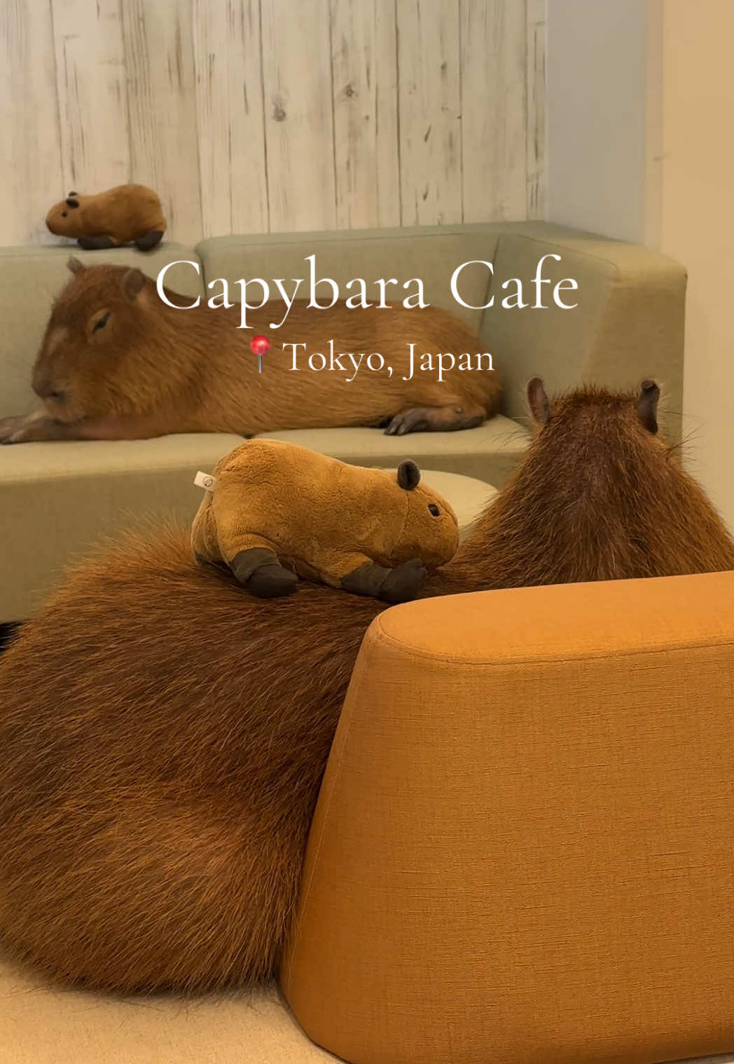 Tokyo Capybara Cafes Near Sensō-ji & Skytree