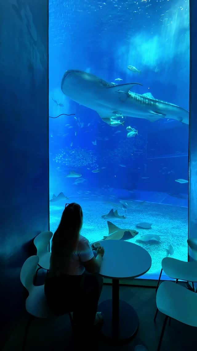 Ocean Views At Okinawa Aquarium Cafe