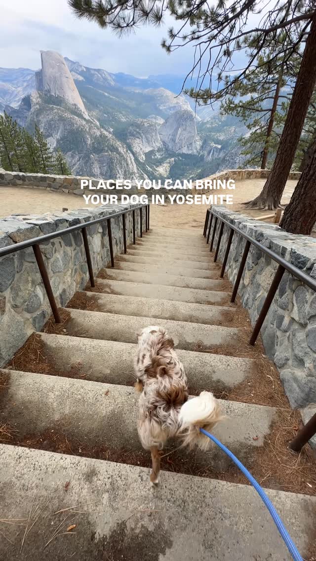 Yosemite's Dog-Friendly Trails and Viewpoints