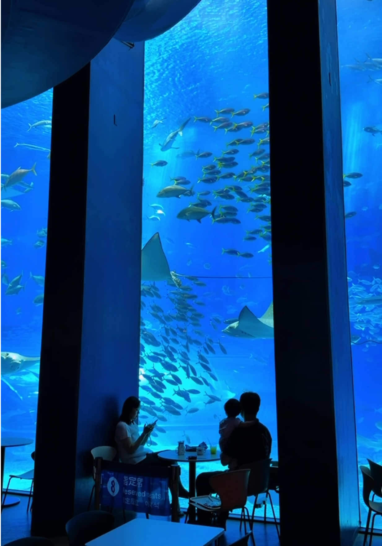 Cafe Overlooking Whale Shark Aquarium