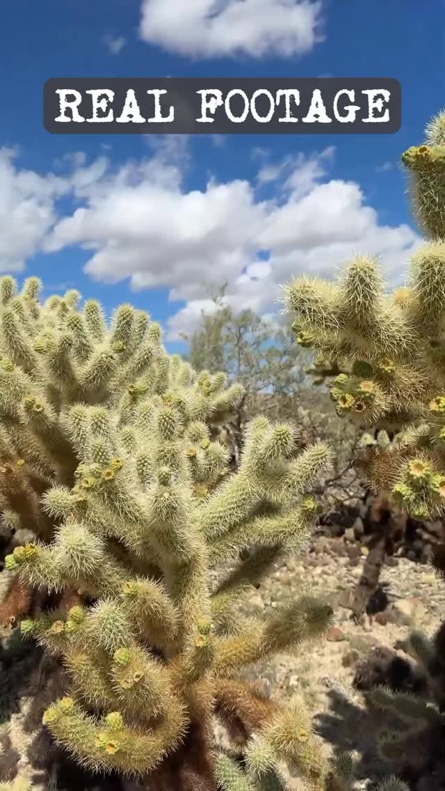 Joshua Tree National Park: Desert Life and Dark Skies