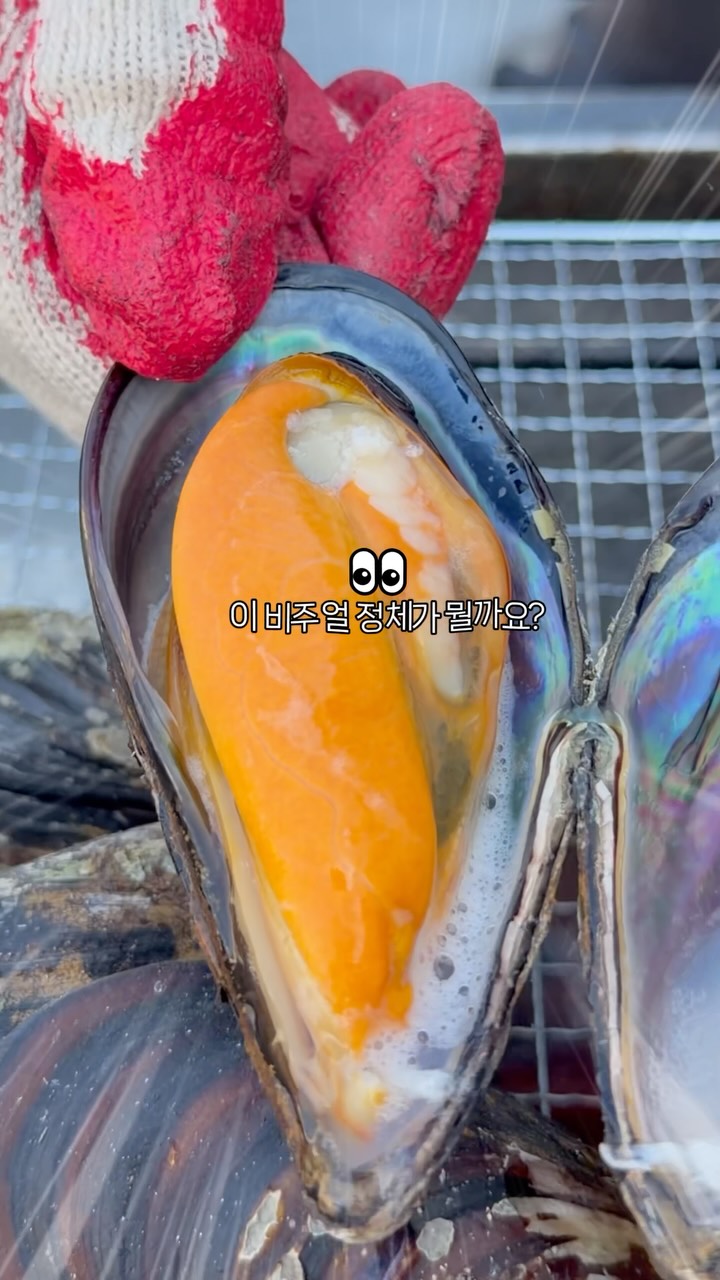 Baengnyeongdo Island's Prized Giant Mussels