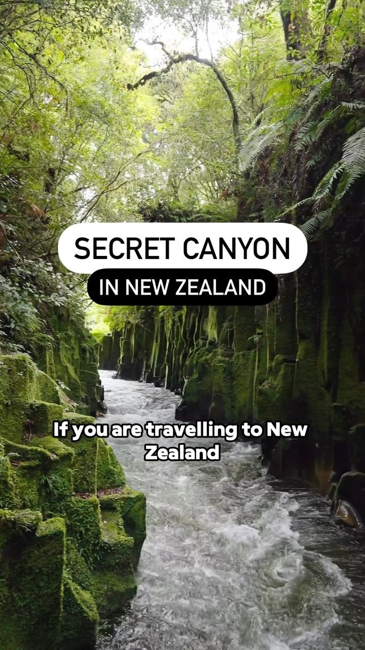 New Zealand Rainforest Waterfalls And Ancient Forest