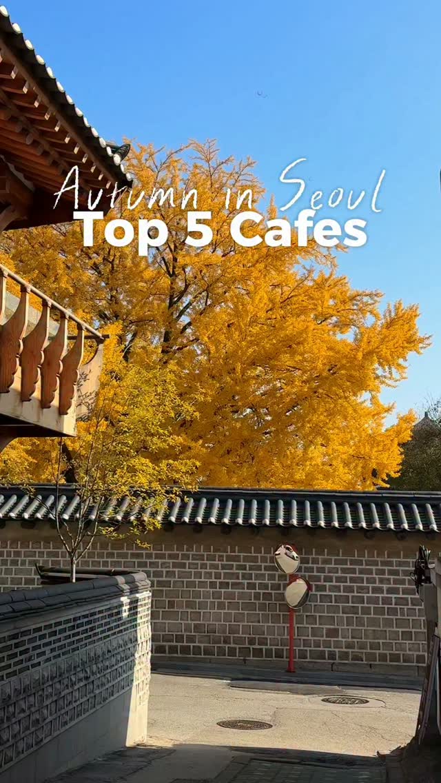 Seoul Cafes Featuring Ginkgo Trees And Cozy Interiors