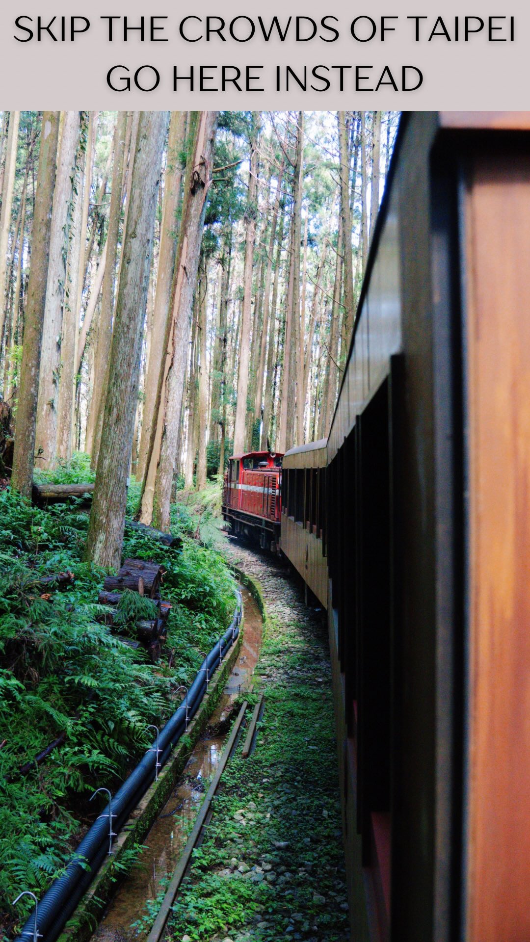 Alishan: Taiwan's Misty Forests, Tea Fields, and Railways